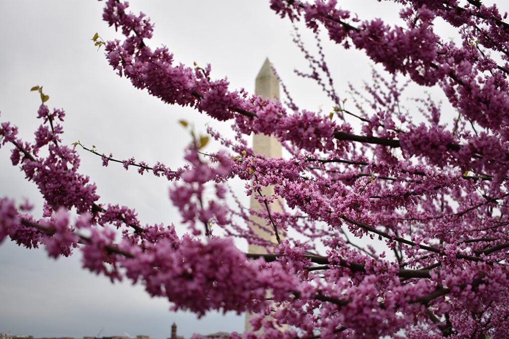 Photo of the Washington Monument seen through a cherry blossom.