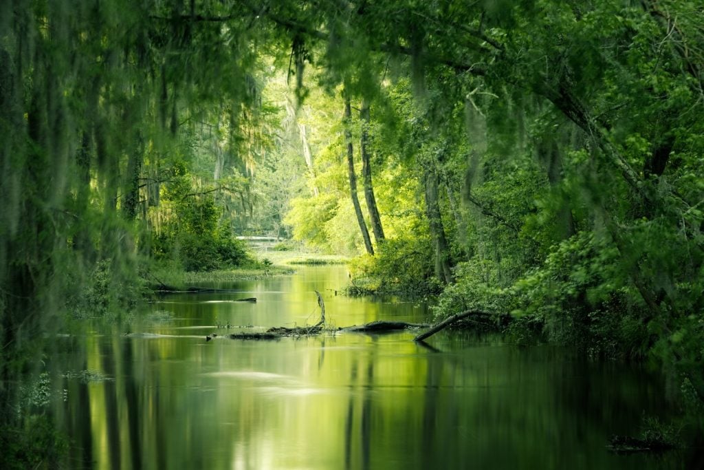 A creek surrounded by green trees in Augusta