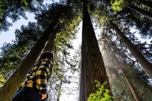 How to Get to Redwood National Park by Bus, Train, Plane, or Car