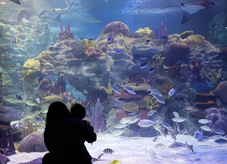A mother and child in silhouette look into a large aquarium tank at the Downtown Aquarium in Houston