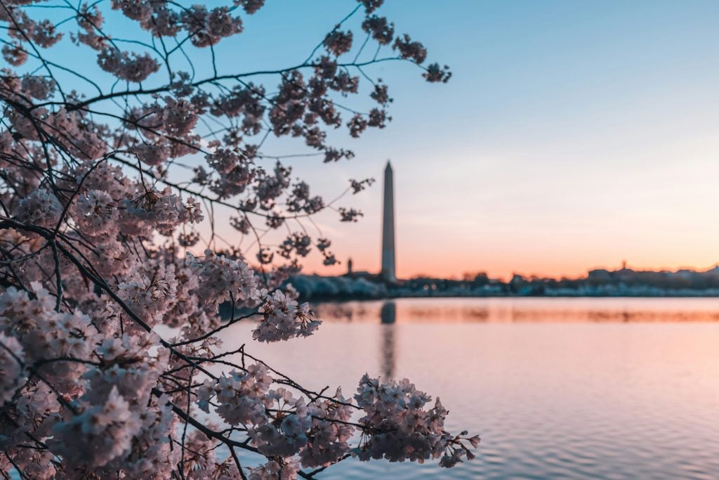 Washington monument w/ cherry blossoms
