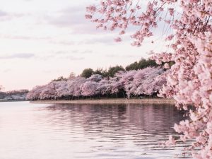 cherry blossoms by a body of water
