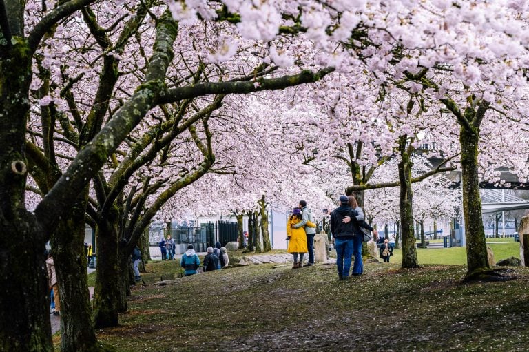 Couples standing under cherry blossoms in park