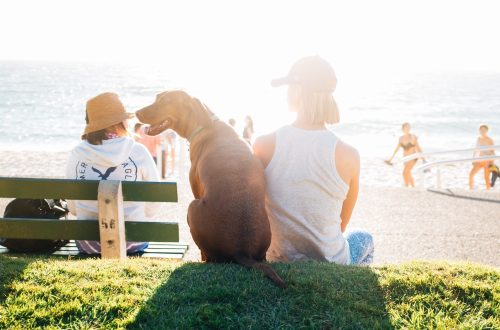 A traveler with their dog soak in the sunshine at a dog-friendly beach park