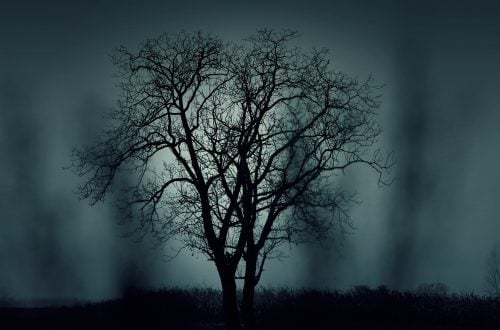 Photo of a spooky tree bathed in moonlight on Halloween.