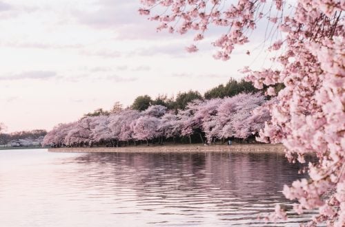 cherry blossoms by a body of water