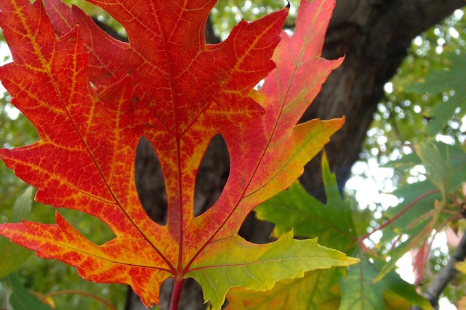 fall_leaf_small