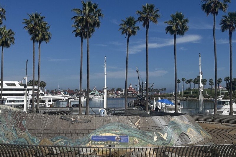Palm trees around the Rainbow Harbor marina in Long Beach on a bright midday, with Shoreline Village rooftops behind the boats