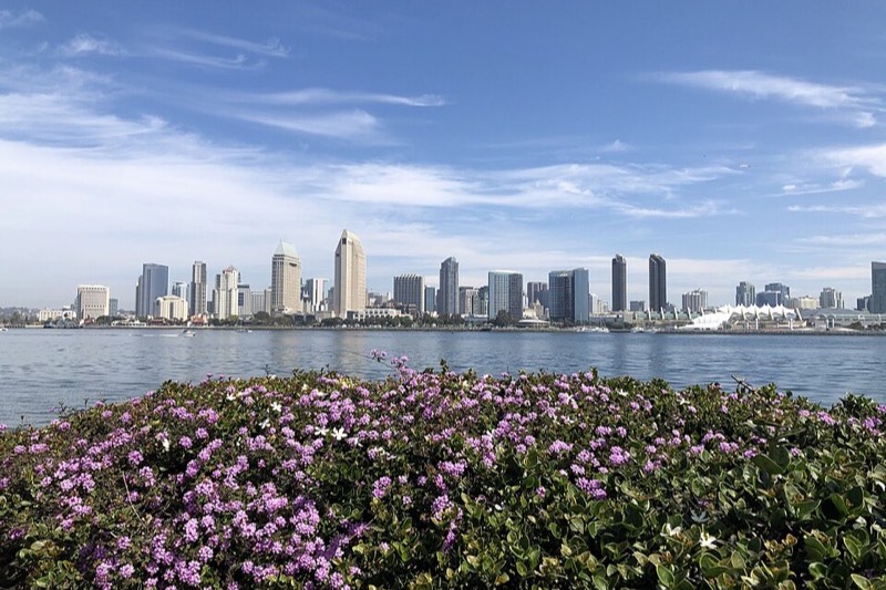 The downtown San Diego skyline and convention center across the bay, with purple flowers in the foreground on the Coronado side